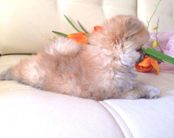 Щенок шпица персиковая девочка в Санкт-Петербурге фото 5