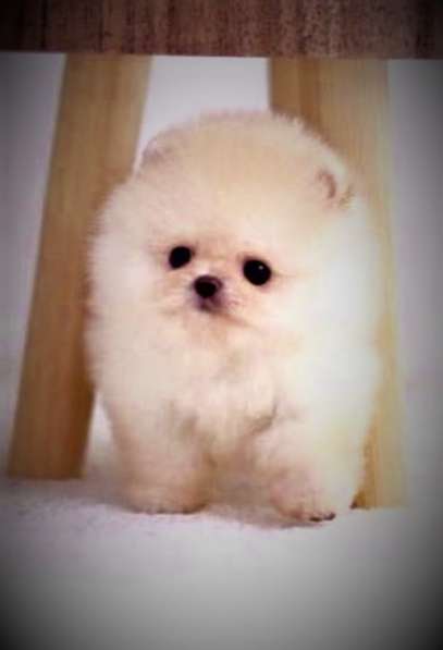 Супер мини шпиц! в Москве фото 11