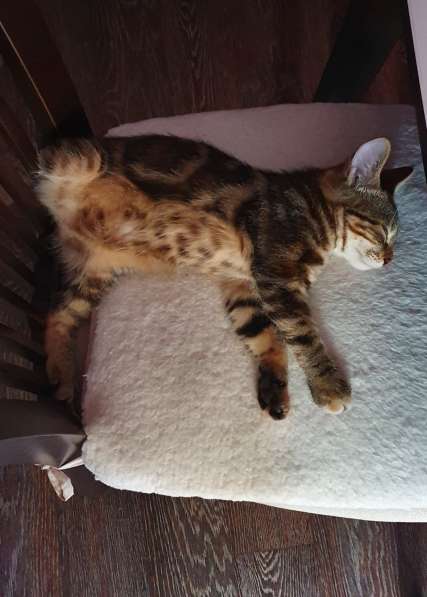 Курильчата в Саранске фото 24