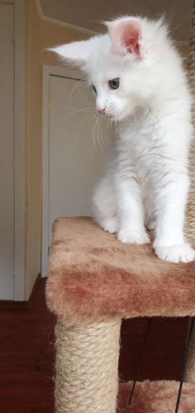 Котята Мейн-кун в Санкт-Петербурге фото 5