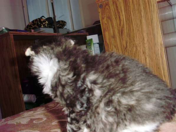 Кудрявые котята в Краснодаре фото 7