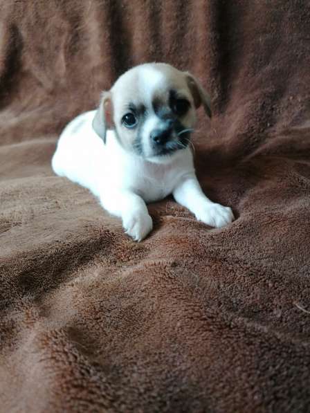 Щенки чихуахуа в Костроме фото 4