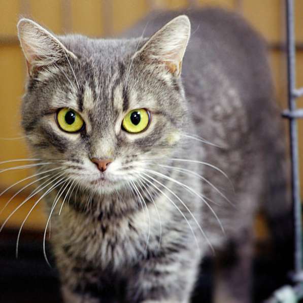 Добрая Камила в поисках дома в Москве