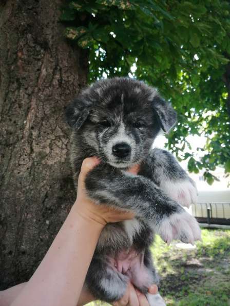 AKITA INU в фото 8