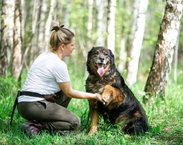 Прекрасная собака Парма ищет семью в Москве фото 18