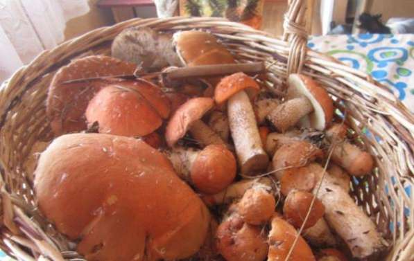 Дача в Ногинске фото 3