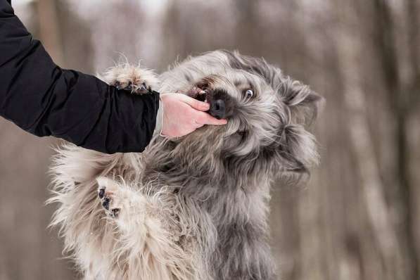 Красивая собака в добрые руки в Москве фото 8