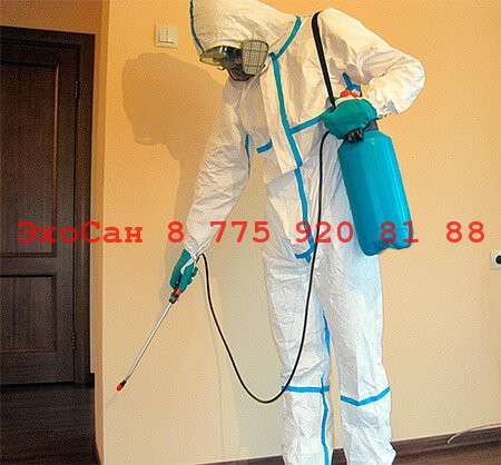 Уничтожение насекомых в фото 3