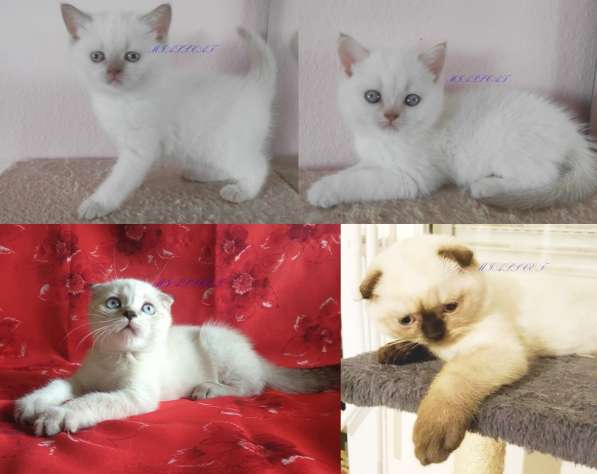 Клубные котята для тех, кто ценит качество в фото 5
