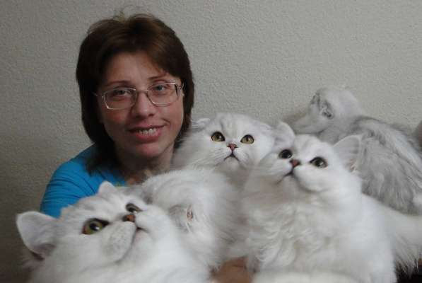 Шотландские котята в драгоценных окрасах в Уфе фото 19
