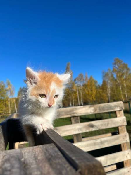 Лютик. Нано-представитель котиков в Москве