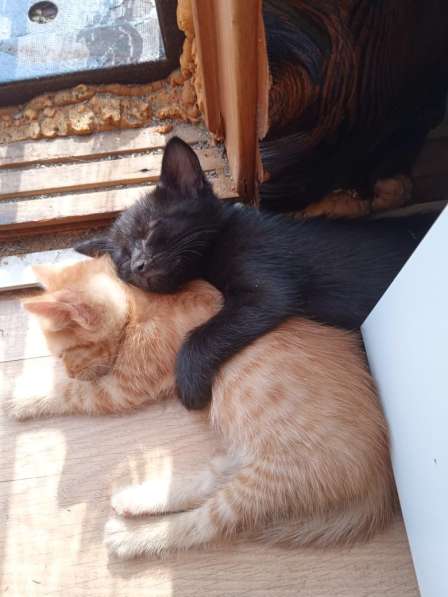 Котята в Екатеринбурге