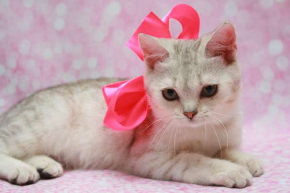 Кошки лучше любых aнтидепресaнтов в Долгопрудном фото 5