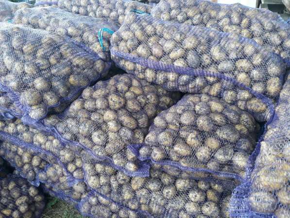 Картофель Гала в Кемерово, свежий урожай в Кемерове фото 3