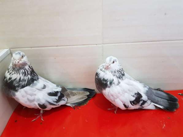 Продам голубей порода Ростовские Статные в фото 12