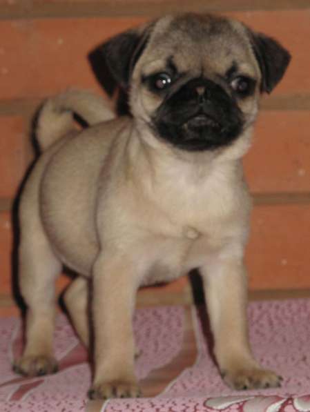 Мопс девочка в Москве фото 3