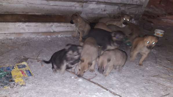 Пристраиваются щенки. спасаем в Екатеринбурге фото 5