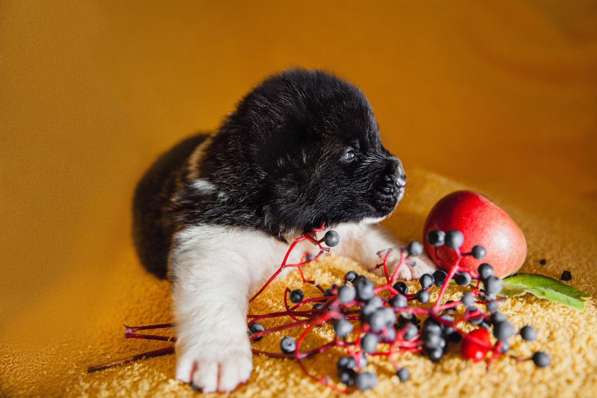 Щенки американской акиты в Ростове-на-Дону фото 11