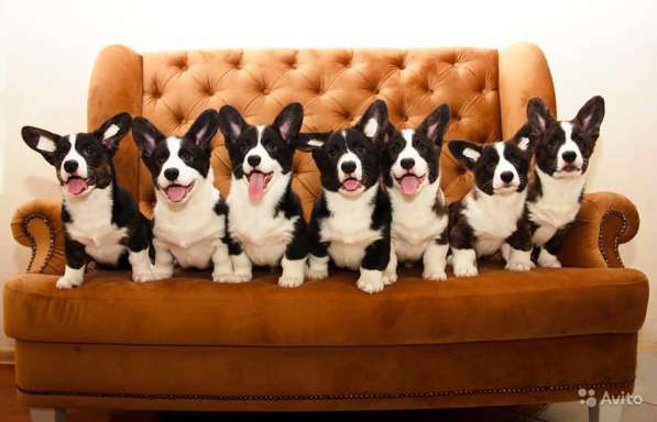 Вельш корги кардиган щенки предлагаем в Москве фото 7