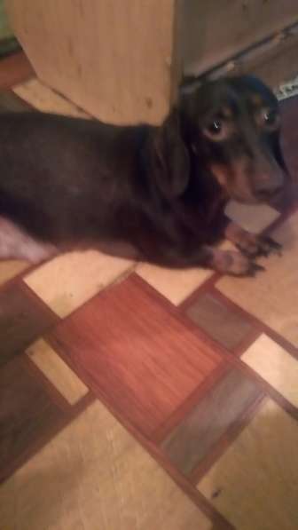 Щенки таксы миниатюрной в Твери фото 11