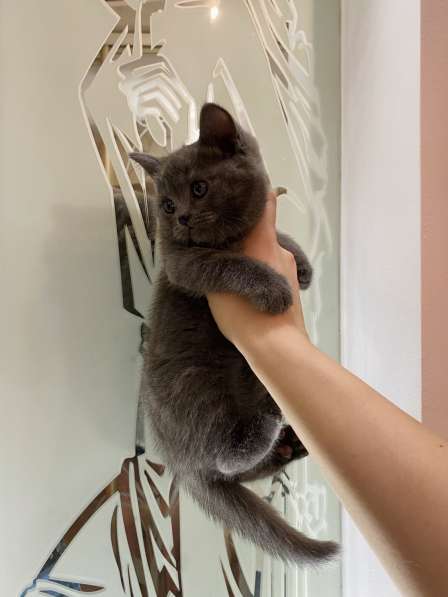 Шикарные шотландские котята в Симферополе фото 15