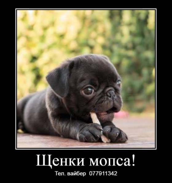 Шикарные щенки мопса ждут своих хозяев!  в 
