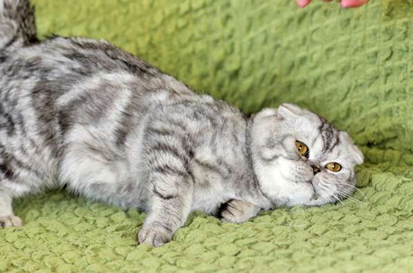 Вислоухий котик Оскар ищет дом в Москве