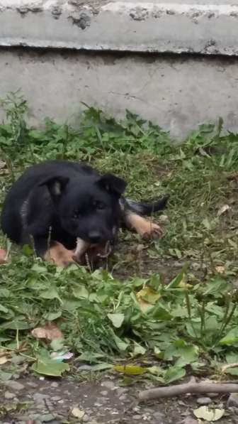 Щенки ищут хозяина в Красноярске фото 13