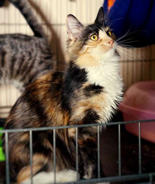 Пестрая красавица Джун в поисках любящей семьи в Москве фото 3