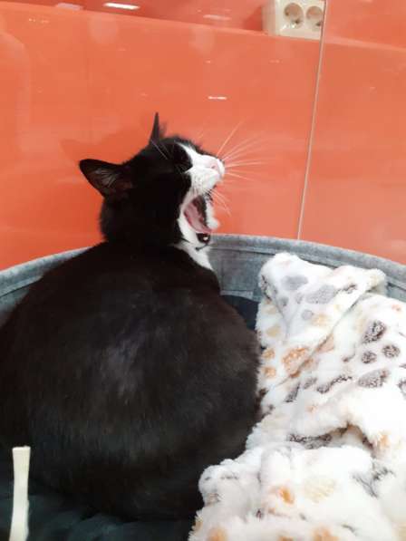 Зоогостиница BookingCat Люберцы/Жулебино в Люберцы фото 51