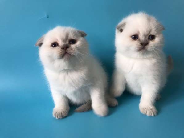 Мальчики колор поинт scottish fold в фото 7