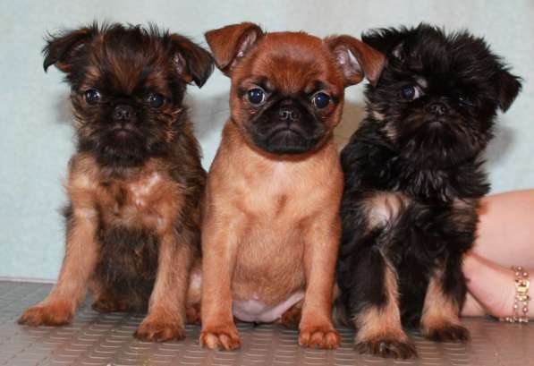 Великолепные щенки гриффона и пти-брабансона. Вязки в Москве фото 25