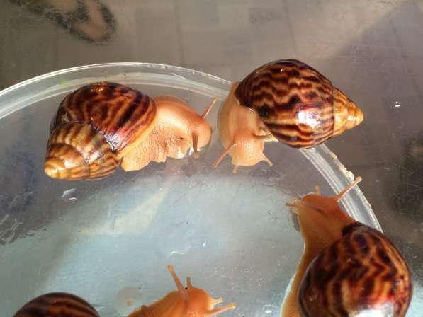 Улитки Ахатины в Москве фото 3