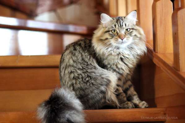Сибирский котенок из питомника