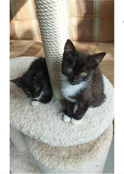 Ярик и Веня