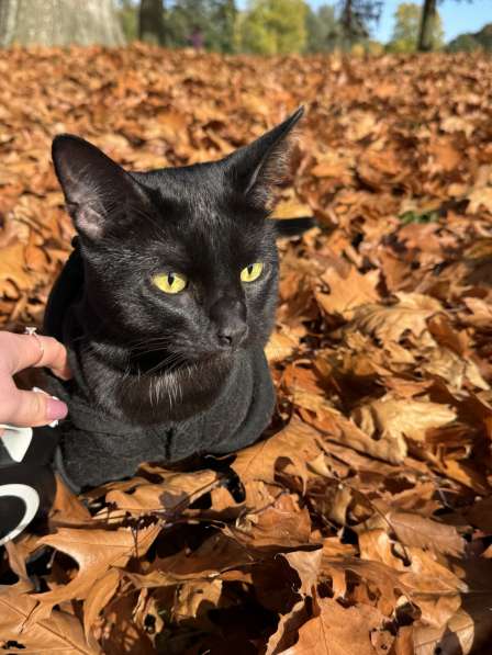 Отдам Кота в связи с переездом в фото 4