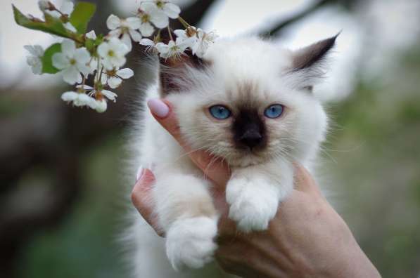 Котята Священной Бирмы в Москве фото 3