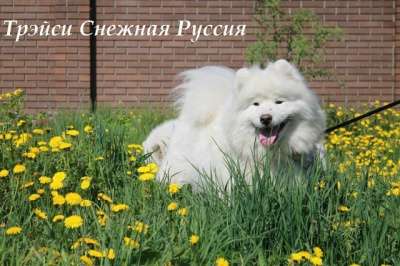 Самоед щенки в Иркутске фото 4