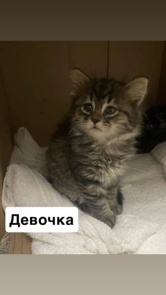 Бесплатно в хорошие руки  в Грозном фото 4