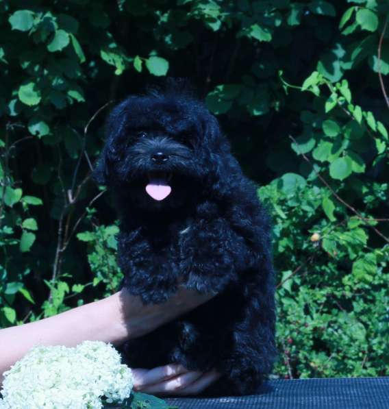 Мальтипу Ф1 щенки девочки в Москве фото 8