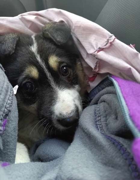 Маленькие хорошенькие хвостики в Санкт-Петербурге фото 22