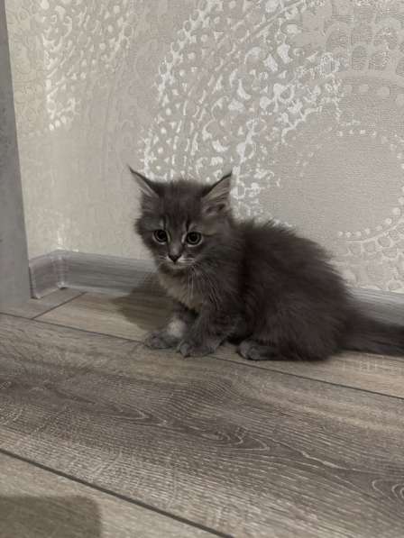 Котята в добрые руки в Белгороде