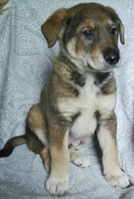 Щенки 2 месяца, мальчики и девочки в Санкт-Петербурге фото 6