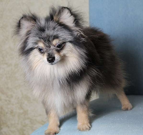 Мальчик медвежонок шпиц в Москве фото 8