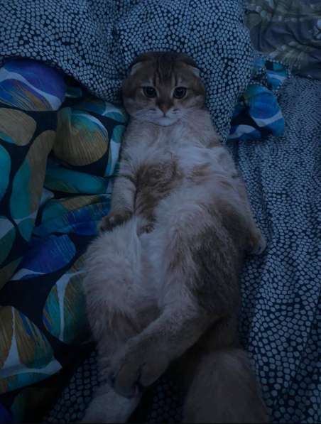 Котята, породы Британская золотая шиншила в Ставрополе фото 8