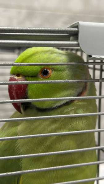 Попугай ожиреловый