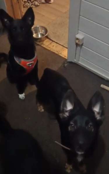 Ищем дом щенкам метисам в Химках фото 7