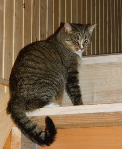 Отдам даром Полосатый кот в добрые руки. в Санкт-Петербурге фото 3