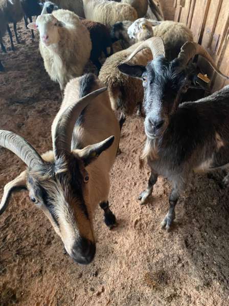 Домашние животные