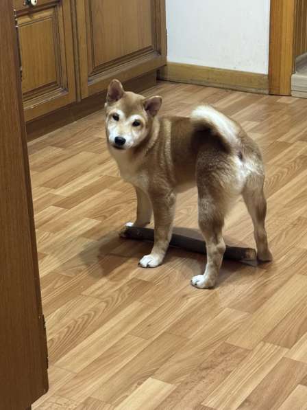 Продаются щенки породы Сиба-Ину в Тюмени фото 5